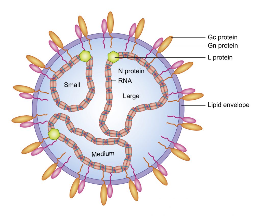 Gallery :: Dr. Whitfield's Plant Virus Vector Interactions Lab